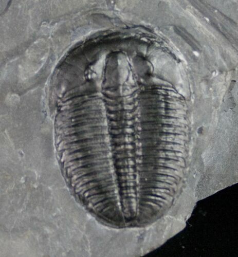 Nice Elrathia Trilobite - Utah #10454